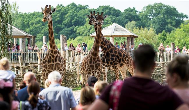 marwell-zoo-animal-collection-zoo-in-winchester-winchester-visit